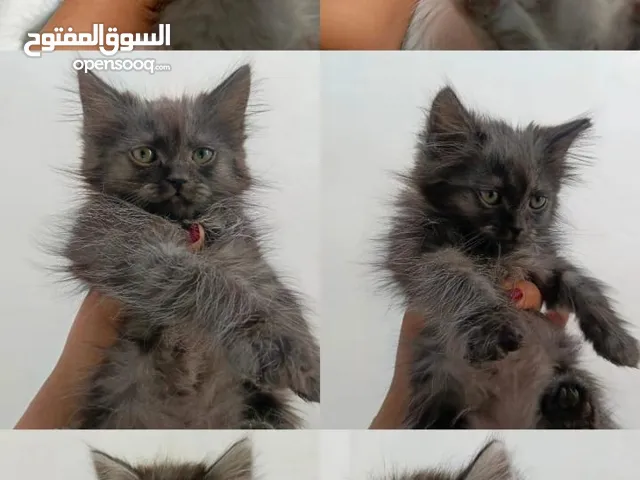 قطط للتبني