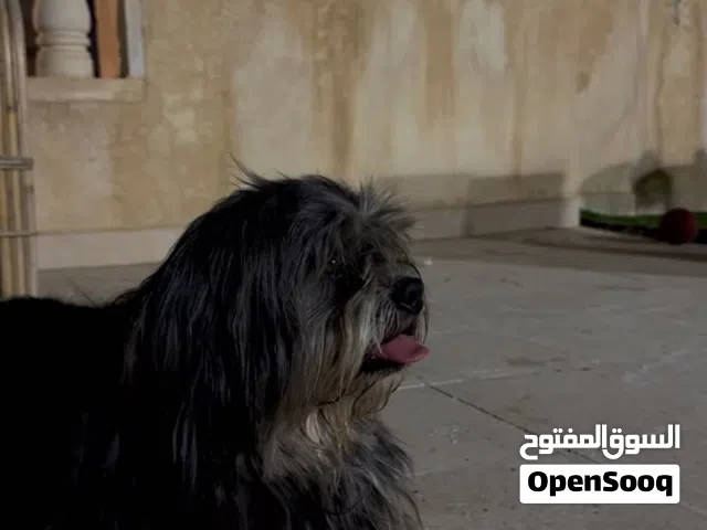 كلب للبيع بسعر حرق