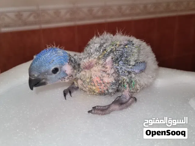 Lori baby , cocktail baby