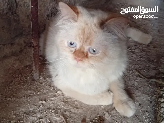 قطاط شرزي متوفر لدنا