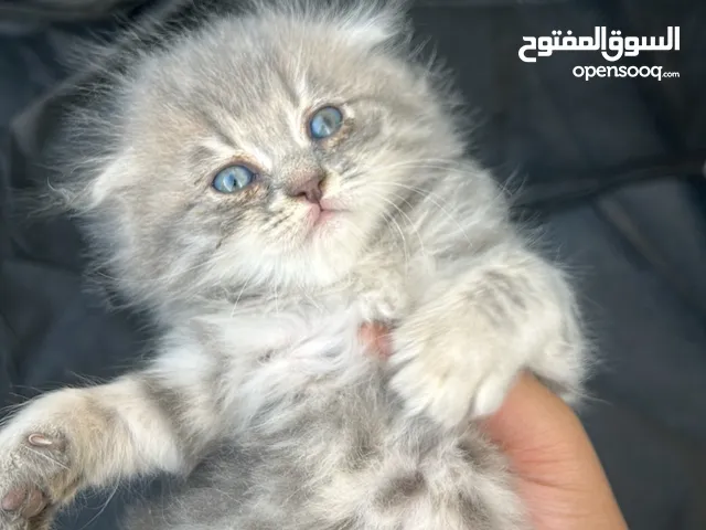 اسكوتش فولد و بارتش صغار