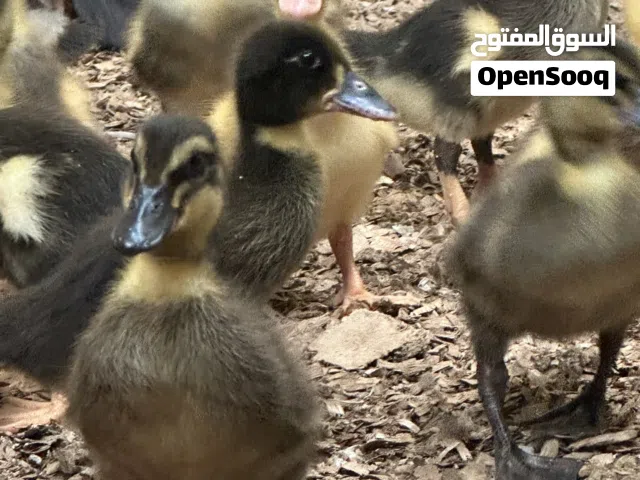 صوص بط عماني جميل