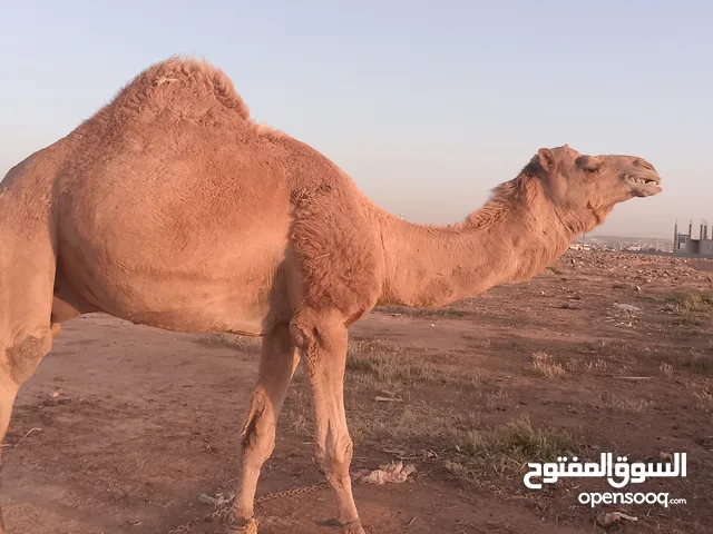 جمال ضحايا لحم كاملت شروط الضحيه
