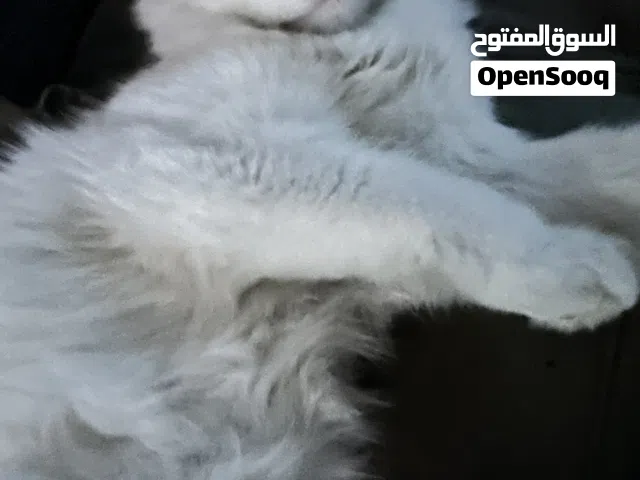 قطه تركش انجورا للتبني