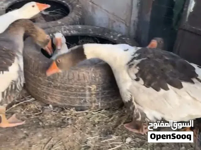 وز شغال وبط