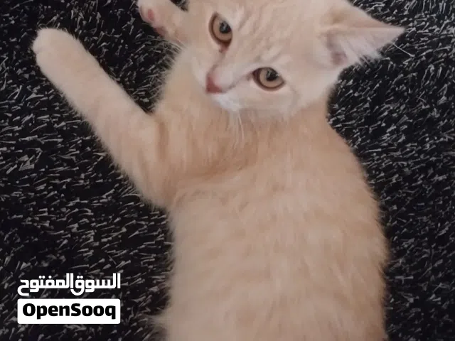 بريطاني قصير الشعر