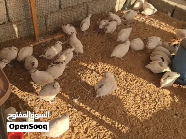 سمان جامبو صحتهم ممتازة العدد 65