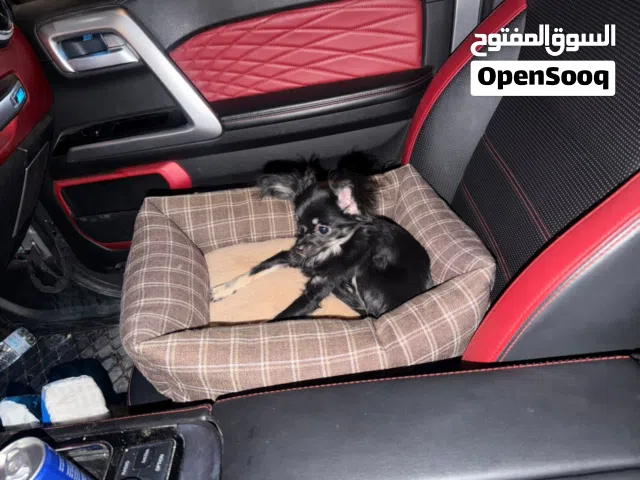كلبه شيواوا كيوت وهاديه