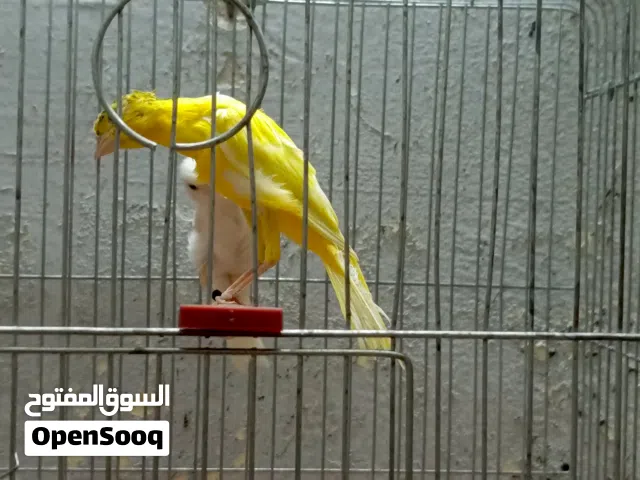 جوز مخاليف على وجه شغل