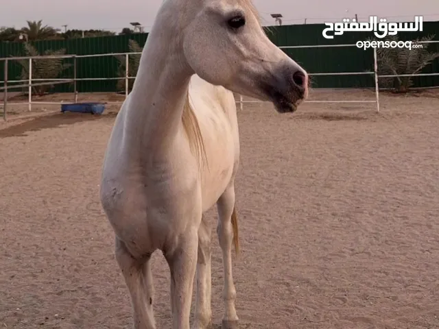 للبيع حصان بولش