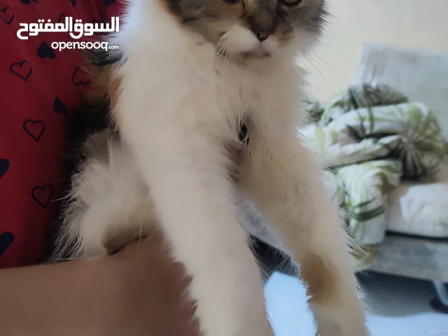 قطه شيرازي منتجه بيور