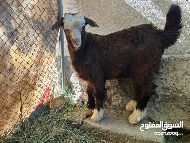 للبيع. جدي وصخل من حلال رحوب .