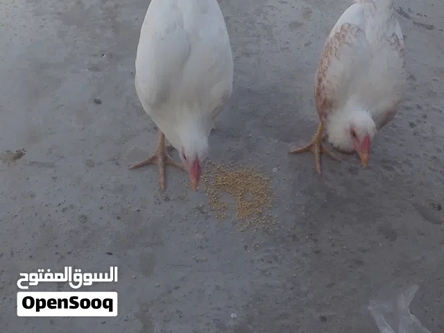 السلام عليكم دجاجتين للبيع عمر خمس اشهر فروجيات