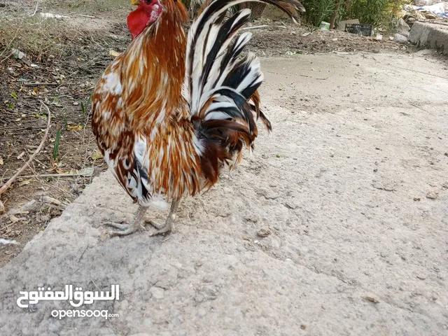 ديج حباحب اصلي كويتي درجه اولى خط اول اذا مو اصلي مو الك