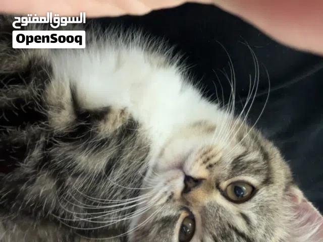 سكوتش فولد ذكر ضغير