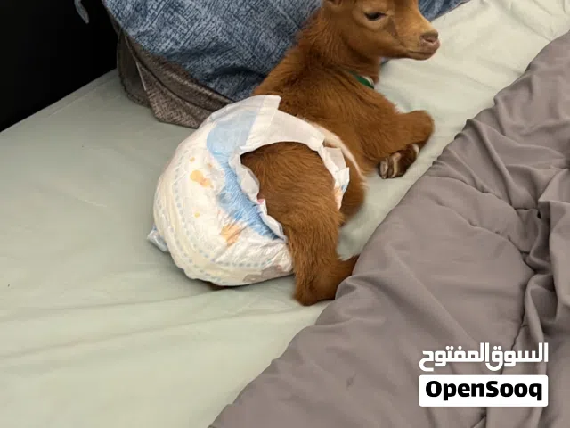 ماعز قزم ضايع في صباح الاحمد من يجده يتصل ضروريييي تسعه سبعه ثلاثه سبعه سته سبعه ثنين خمسه