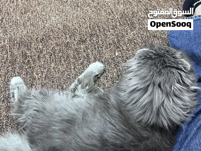 قط هملايا ً ً