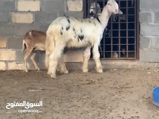 للبيع كبشان نجديات معرفات وحملة نجدية وتيس حجازي