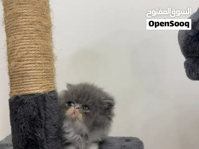 انثى وذكرين بيكي فيس بيور