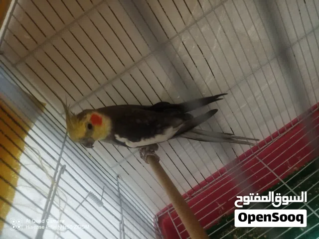 ذكر كوكتيل