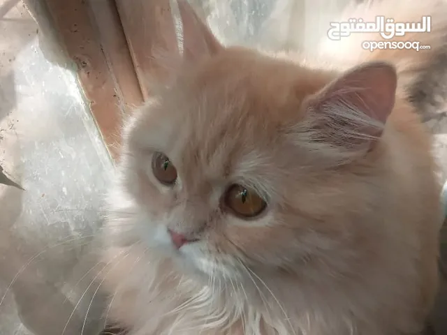 قهةطه للبيع بسعر مناسب 75 طالبه تزاوج نظيفه وتملك وجه لطيف