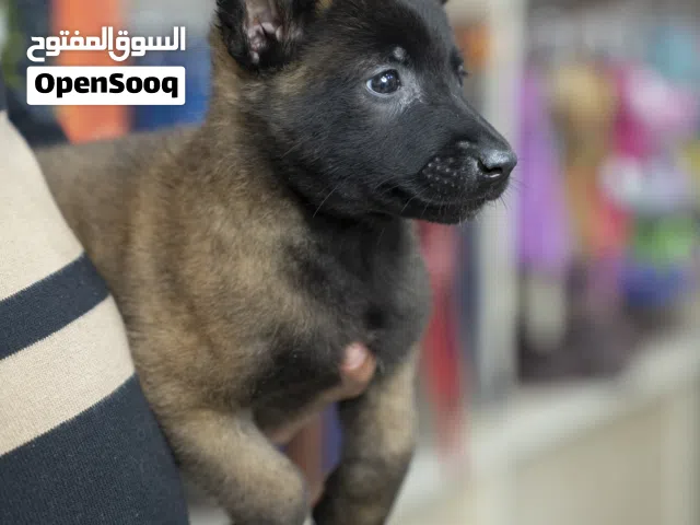 جراء بلجم.الراعي البلجيكي مميز للحراسه وذكاء عالي سهل التدريب