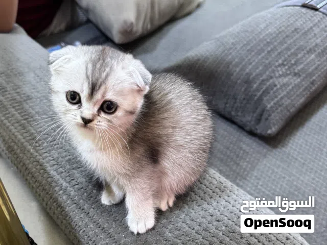 قطط سكوتش فولد صغار