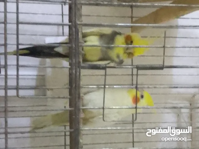 السلام عليكم جوز كوكتيل شغال للبيع بسعر ممتاز مع قفص