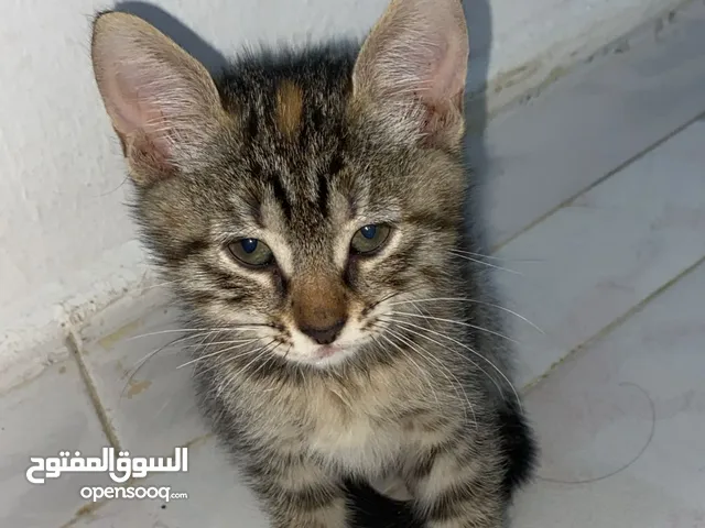 قطط للتبني