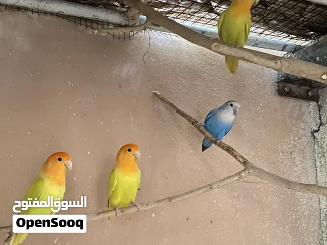 طيور متنوعة للبيع