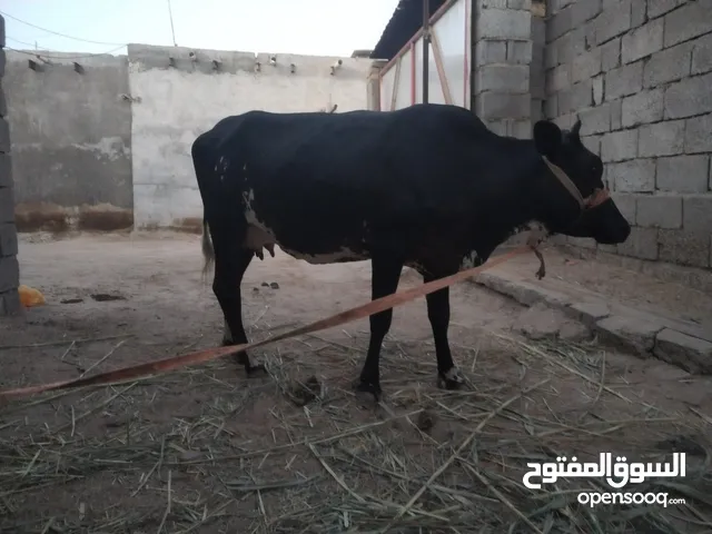 السلام وعليكم هايشه بجر ام 2 بطن جواه عجل كل شروط الجني تحلب وكتين مكاني البصره ابو صخير