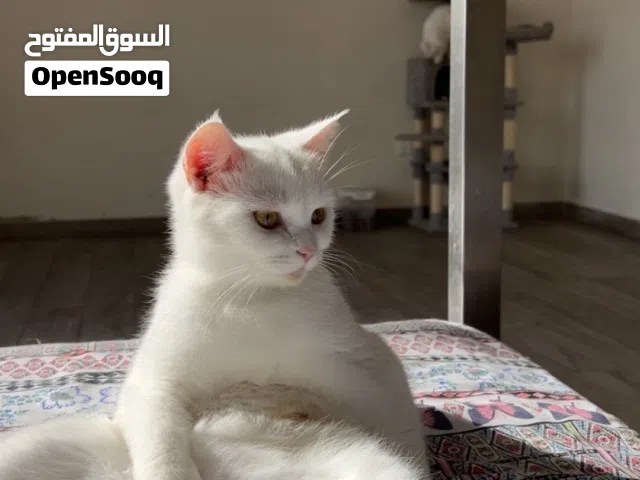 Beautiful white female cat for sell