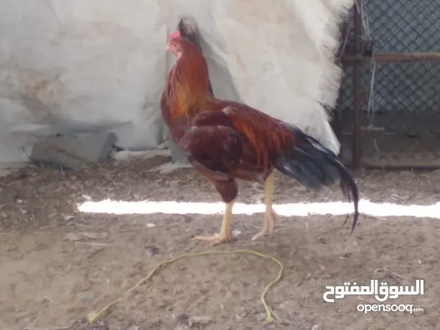 habiburhowlader6@ gmail.com