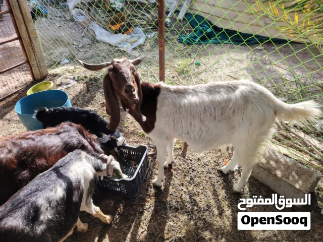 سخلات ثلاثه الواحد فحل