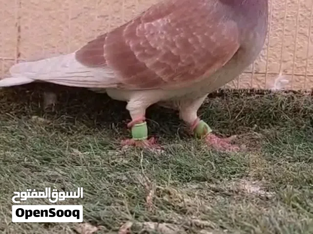 حمام للبيع