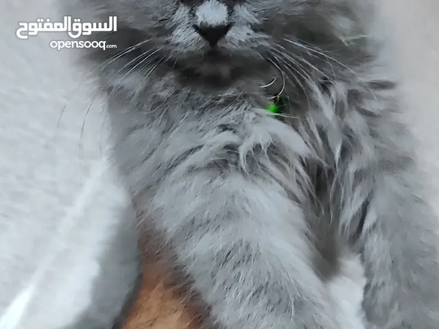 قطة انثى بيرشن