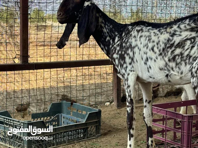 شاه باكستانيه اللون الجيش النادر