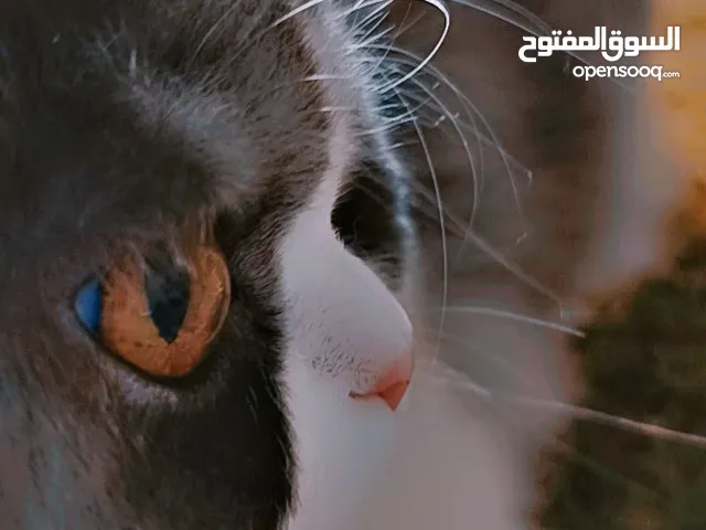 قط للبيع نوع باندا. ملحقاته وياه مع دفتر لقاح