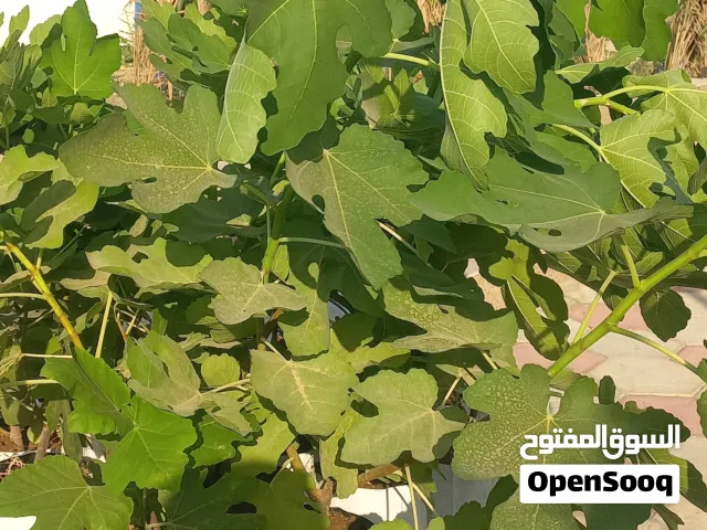 تين تركي براون ريال