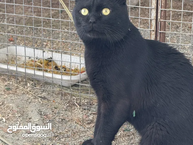 ذكر سكوتش ماخذ كل تطعيمات وانثى شيرازيه للبيع او البدل بااي طيور