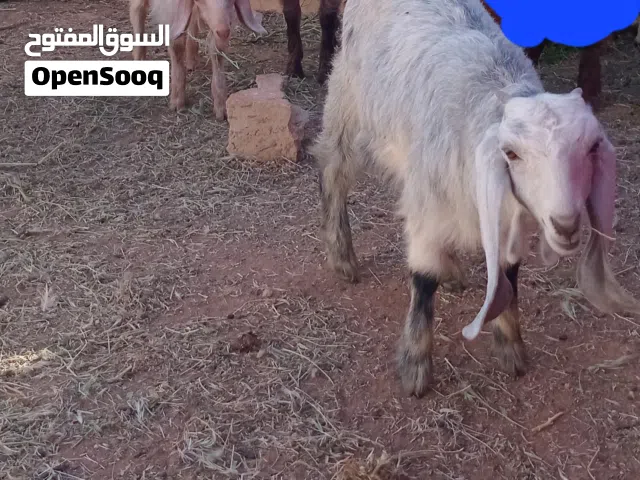 بسم الله ما شاء الله ثلاث سخلات عمر اربع شهور ما خذات كل المطاعيم