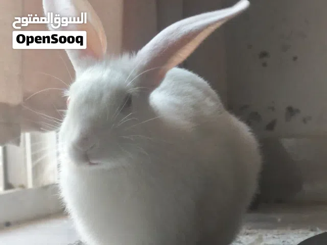الارنب بحجم وسط للبيع