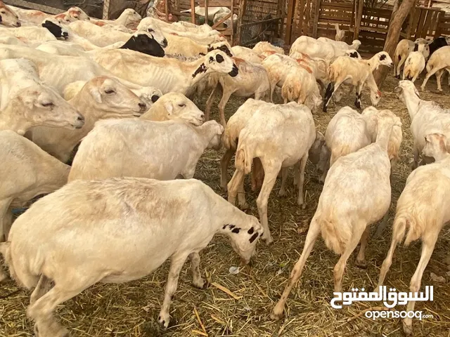 ضان للبيع العدد 88