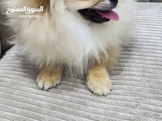 بومرينيان متوفرذكر و انثى حجم تي كب عمر 3شهور ونص مع الجواز و تطعيمات م قع عجمان