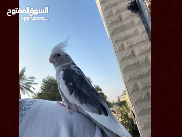 طير اليف مفقود تاريخ 26/12