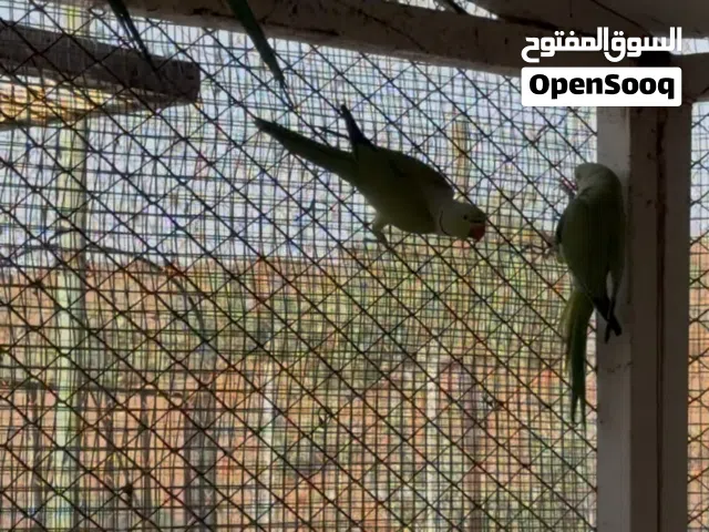 ازواج درة الاخضر