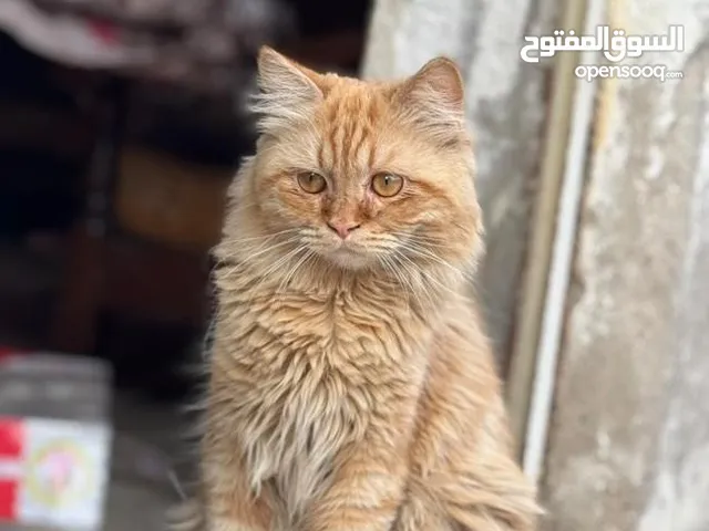 قط مفقود صارله 3 ايام