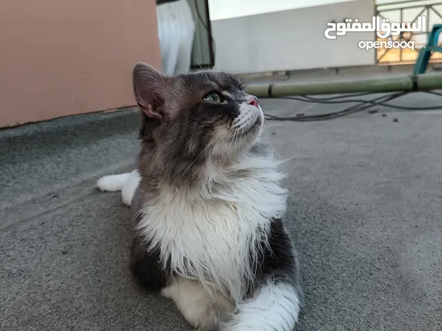Persian cat for Adoption. Very Friendly and adorable cat