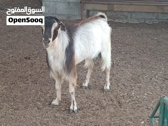 نيس محلي الاضحي للبيع