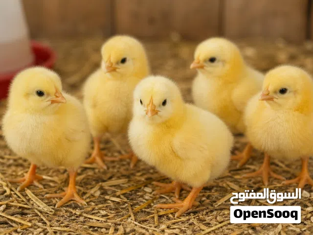 صوص دجاج كيوت وجميل